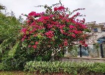 take a photo of flowers