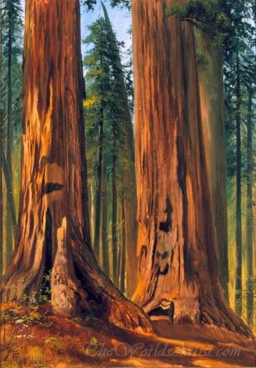 Redwoods Giant Sequoias