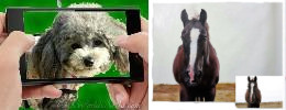 pet dog cat photo made into a pet portrait